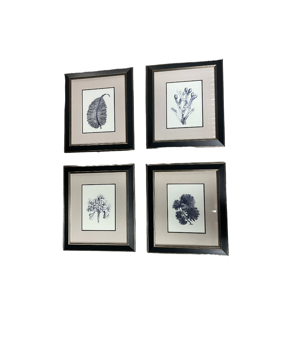 Contemporary Coastal Marine Plant and Coral Prints, Framed - Set of 4