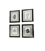 Contemporary Coastal Marine Plant and Coral Prints, Framed - Set of 4