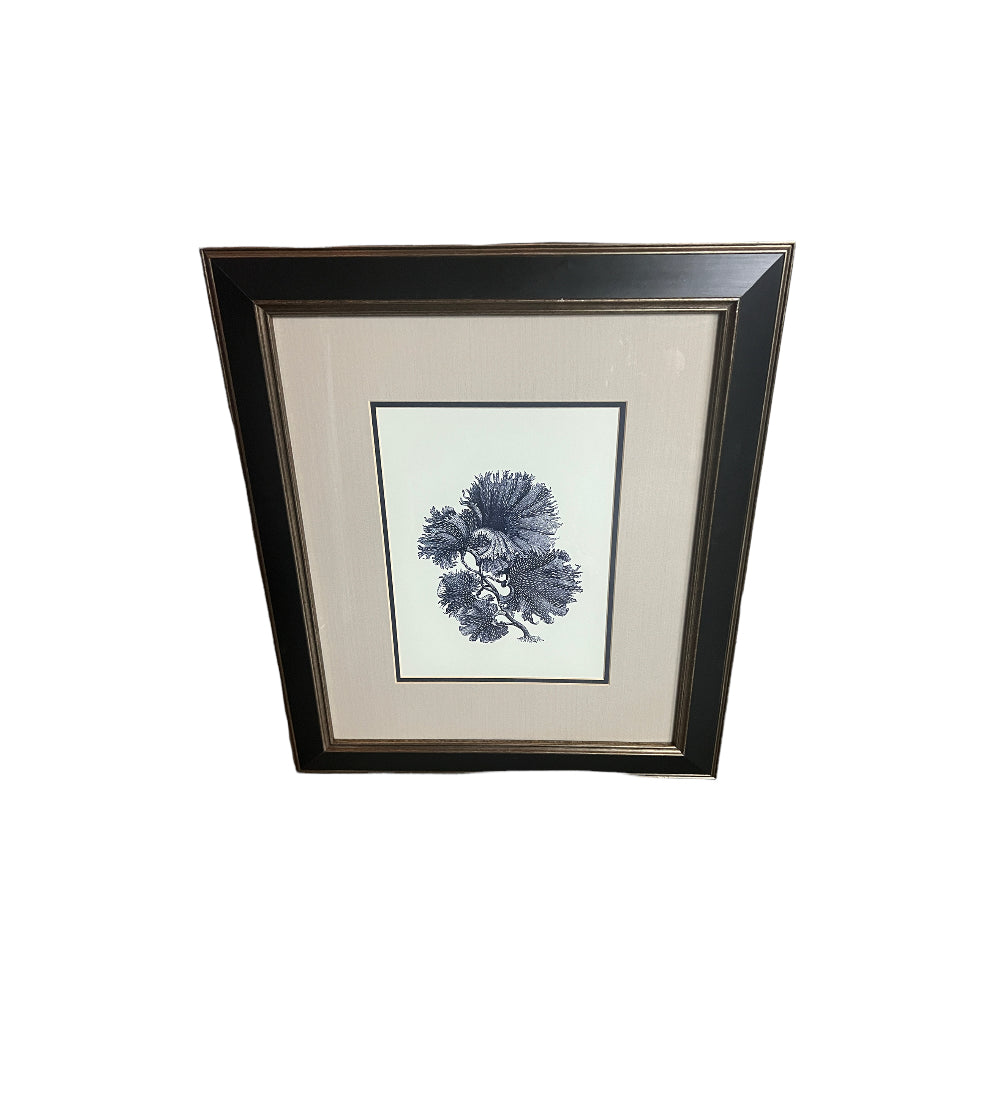 Contemporary Coastal Marine Plant and Coral Prints, Framed - Set of 4