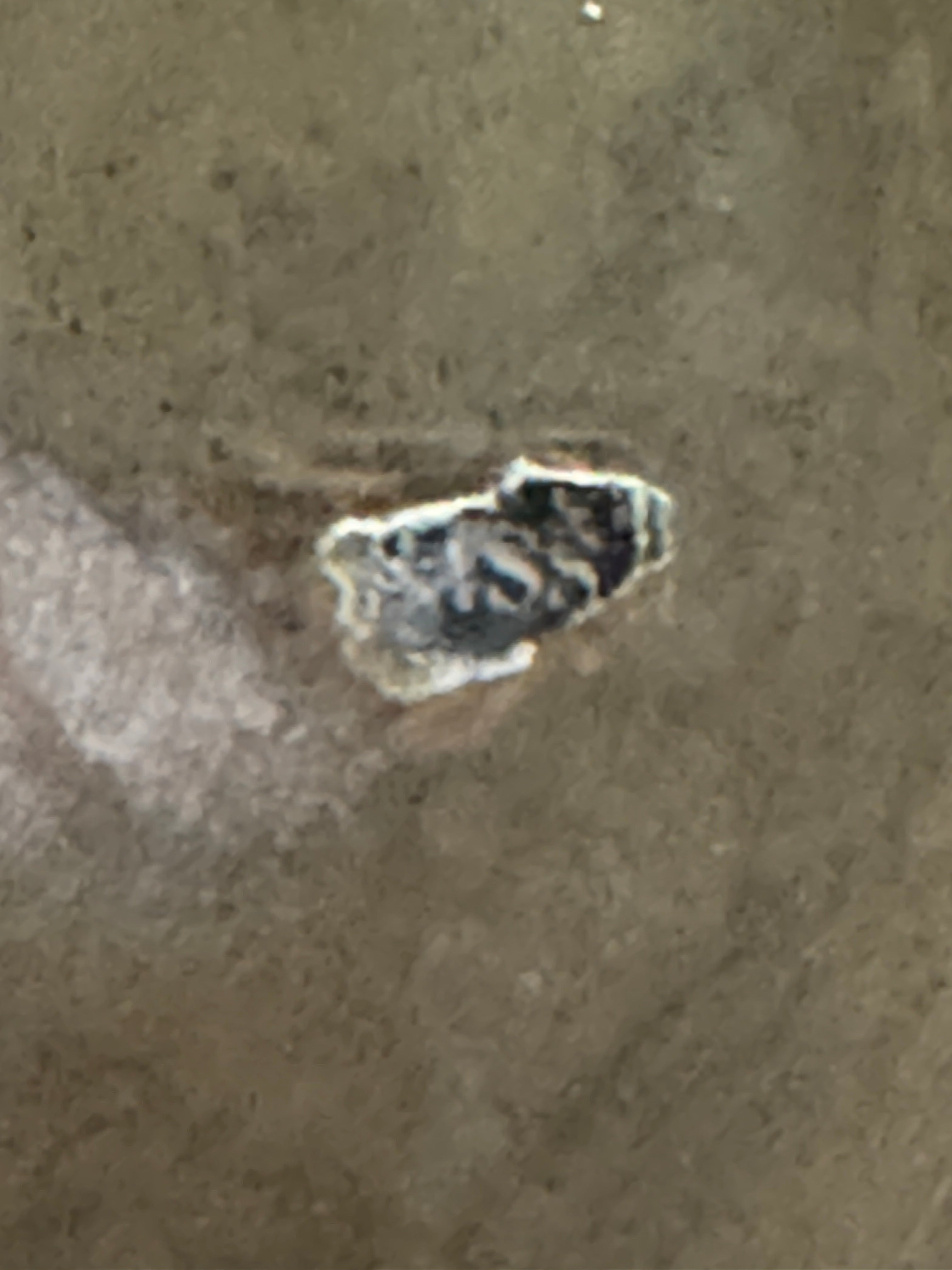 Vintage Brass Eagle in Flight Figurine