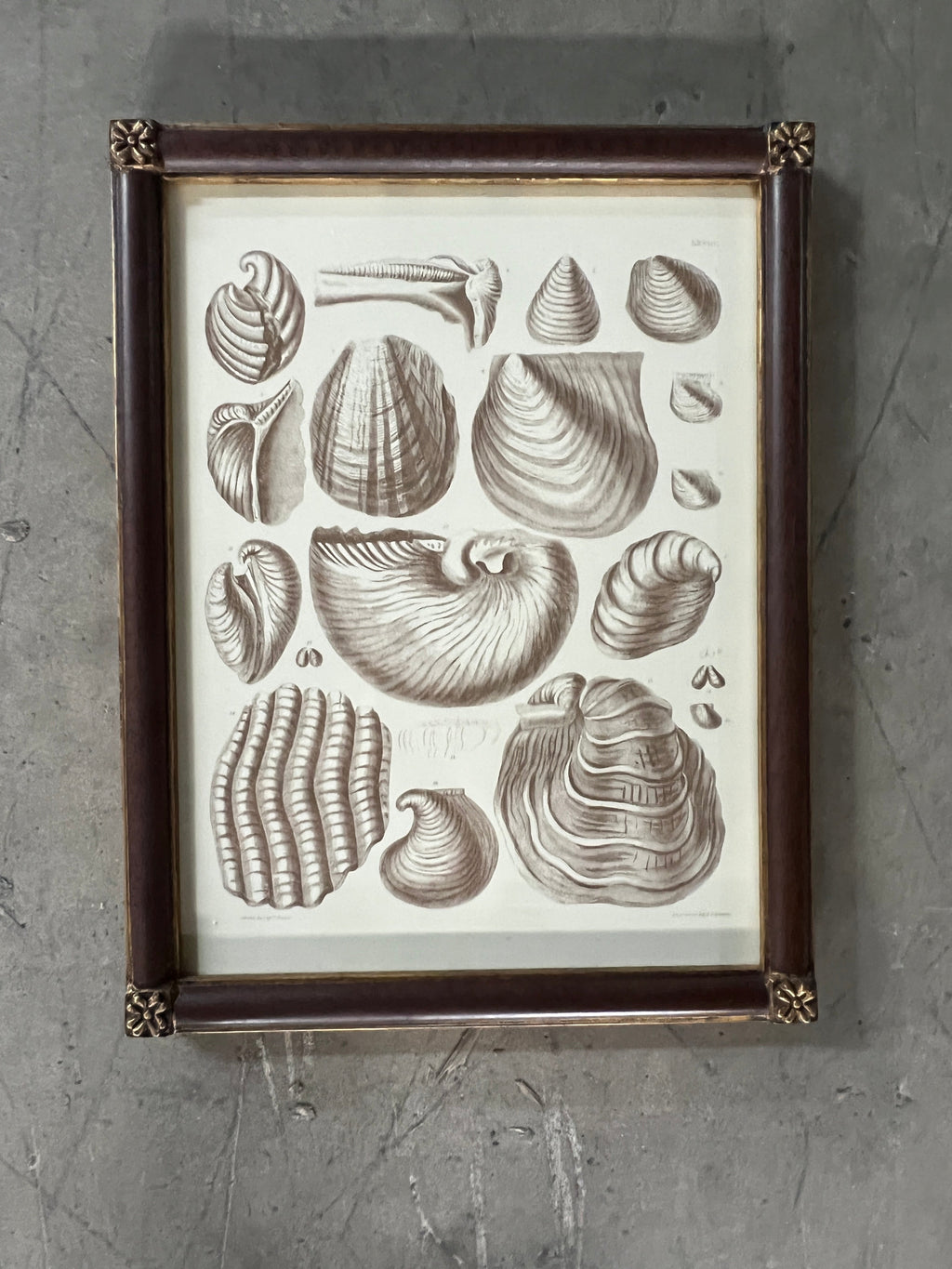 Shell Engravings Captain Brown Shell Engravings Drawings - Set of Three