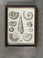 Captain Brown Shell Engravings Drawings - Set of Three