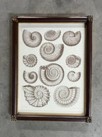 Captain Brown Shell Engravings Drawings - Set of Three