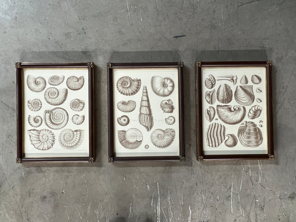 Captain Brown Shell Engravings Drawings - Set of Three