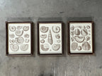 Captain Brown Shell Engravings Drawings - Set of Three