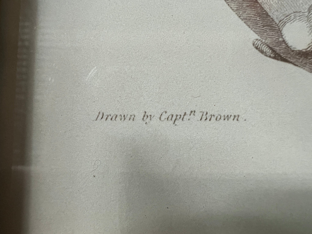 Captain Brown Shell Engravings Drawings - Set of Three