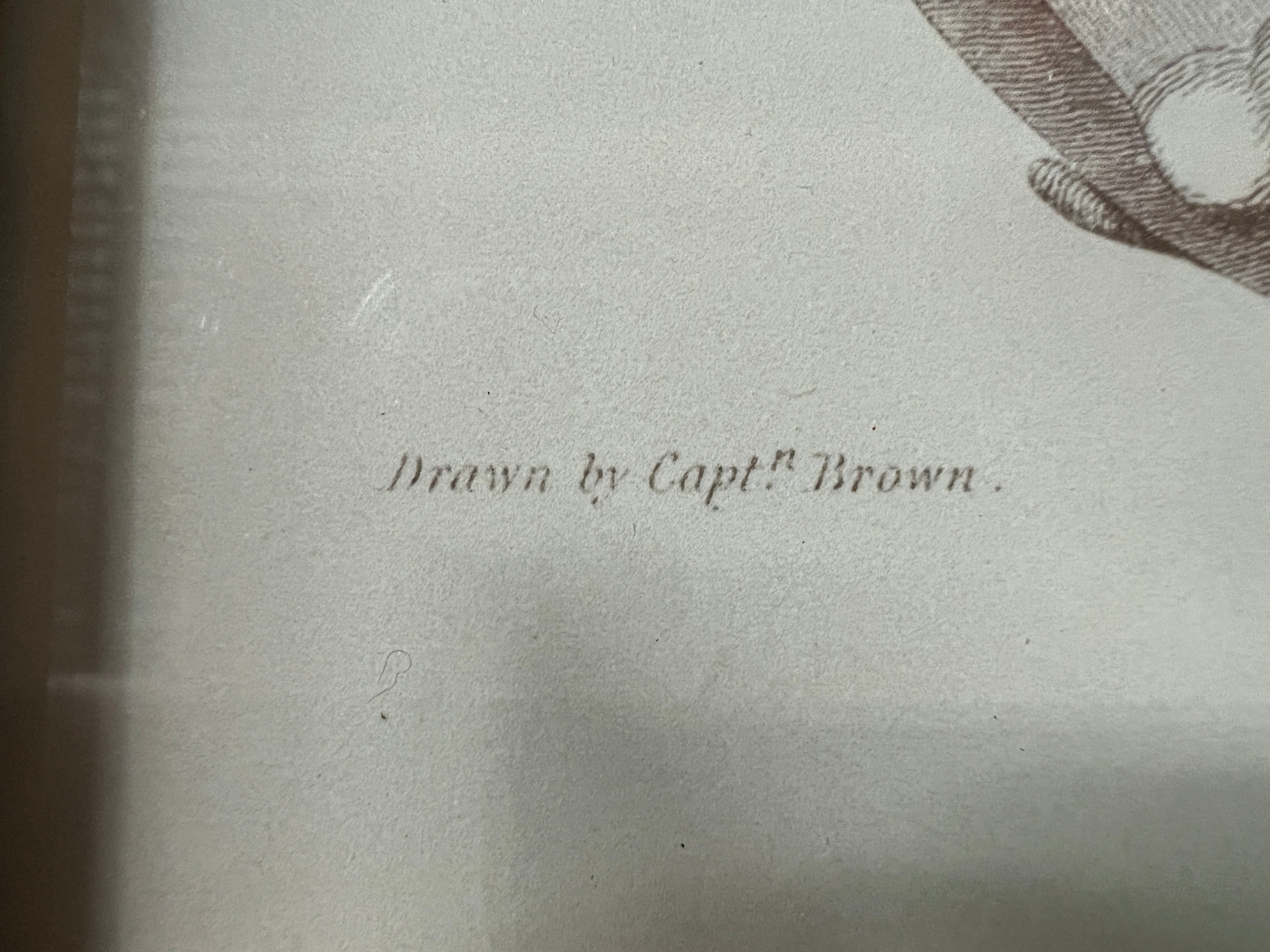 Captain Brown Shell Engravings Drawings - Set of Three