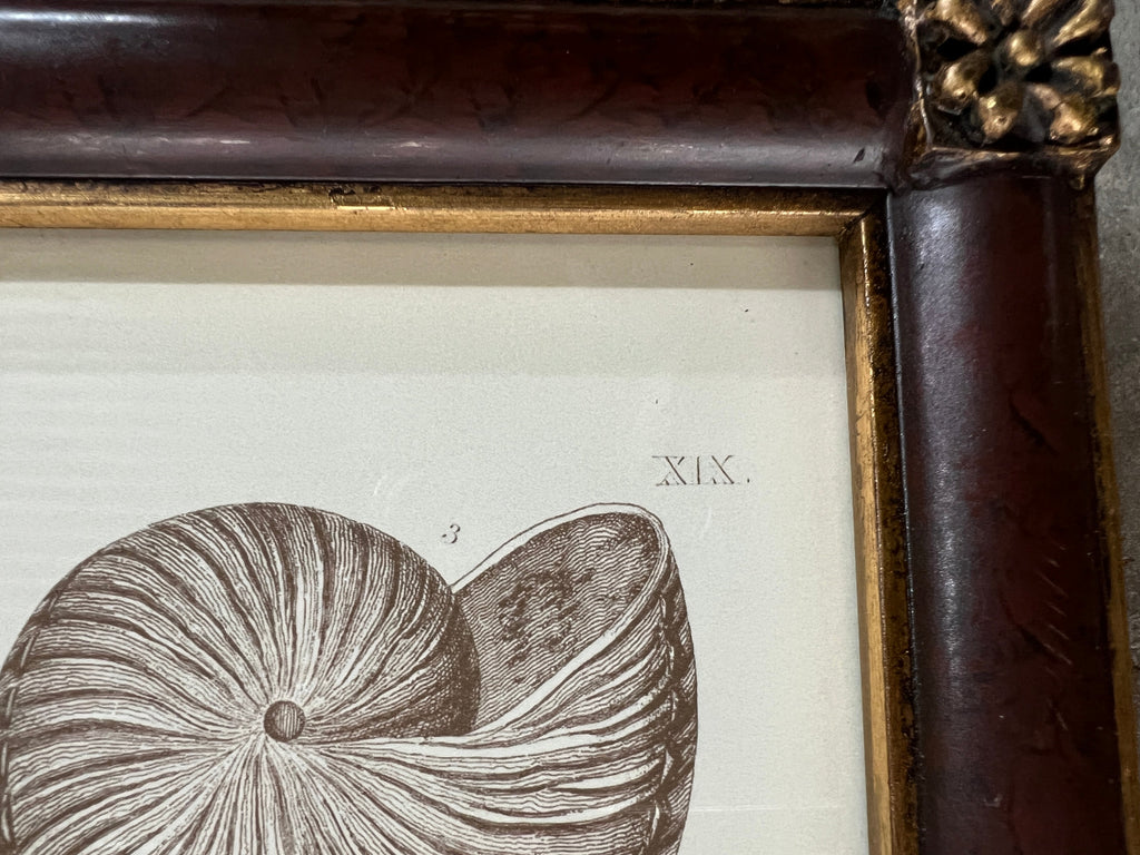 Captain Brown Shell Engravings Drawings - Set of Three