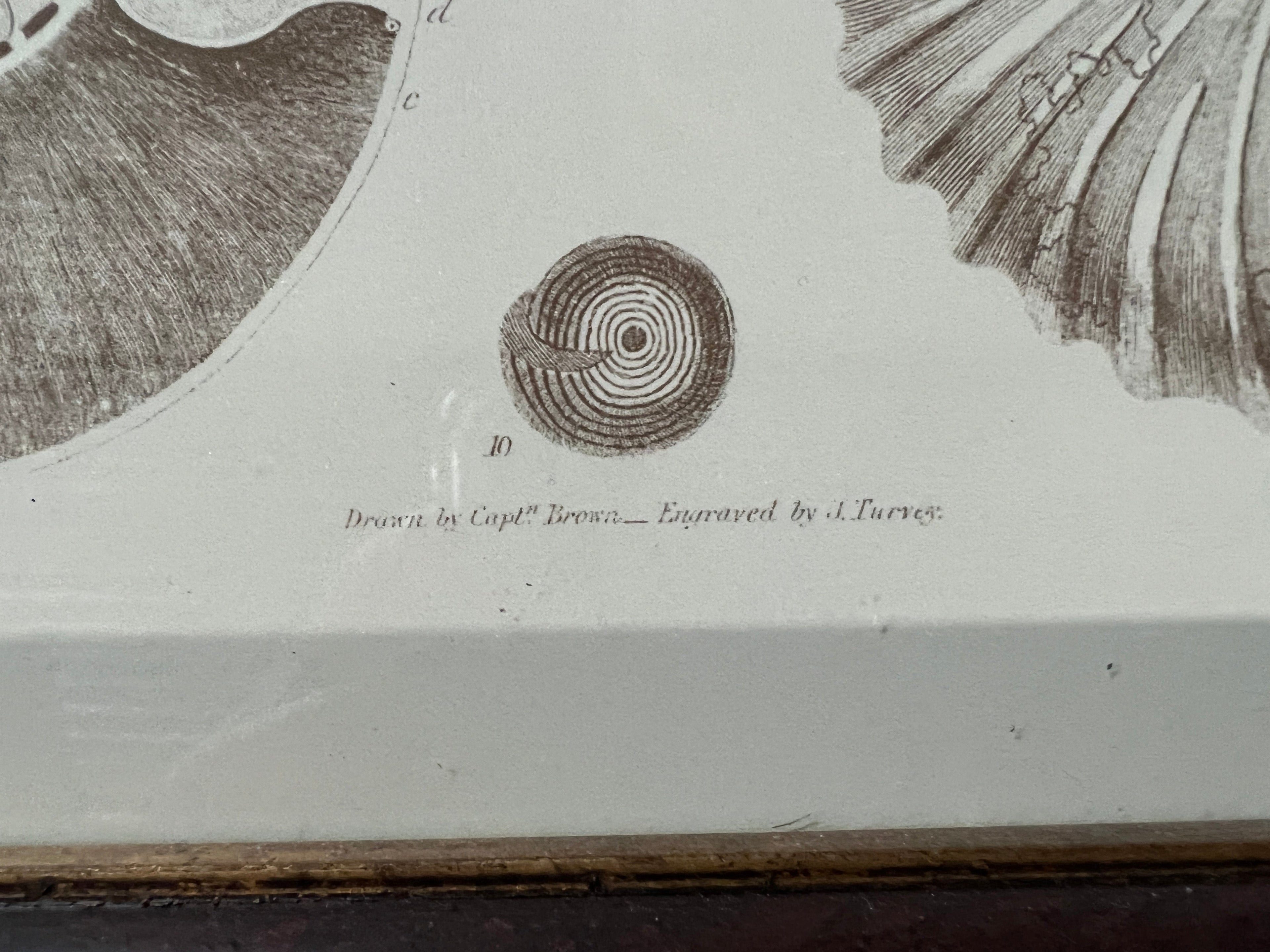 Captain Brown Shell Engravings Drawings - Set of Three