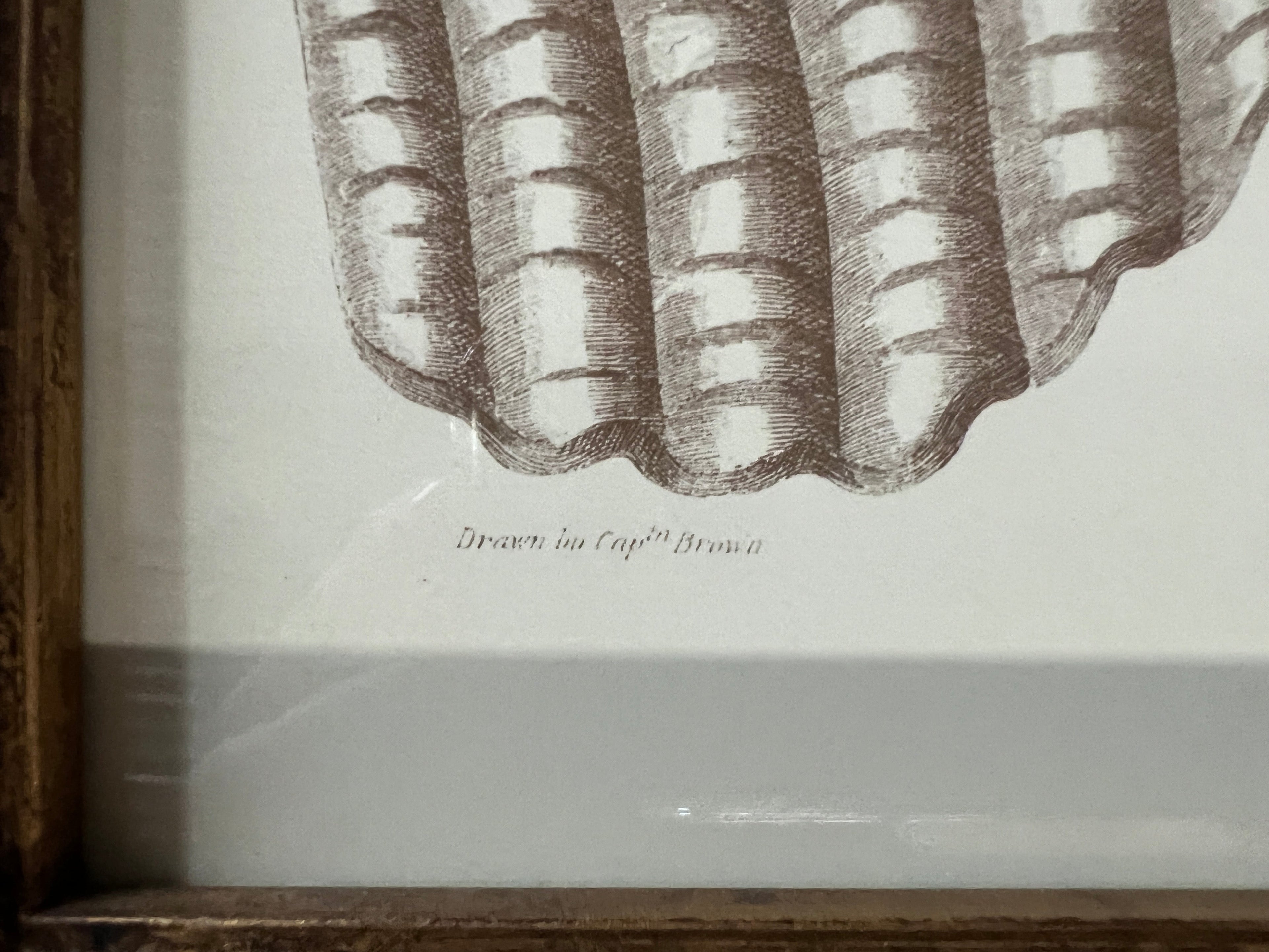 Captain Brown Shell Engravings Drawings - Set of Three