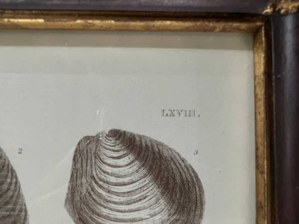 Captain Brown Shell Engravings Drawings - Set of Three