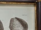 Captain Brown Shell Engravings Drawings - Set of Three