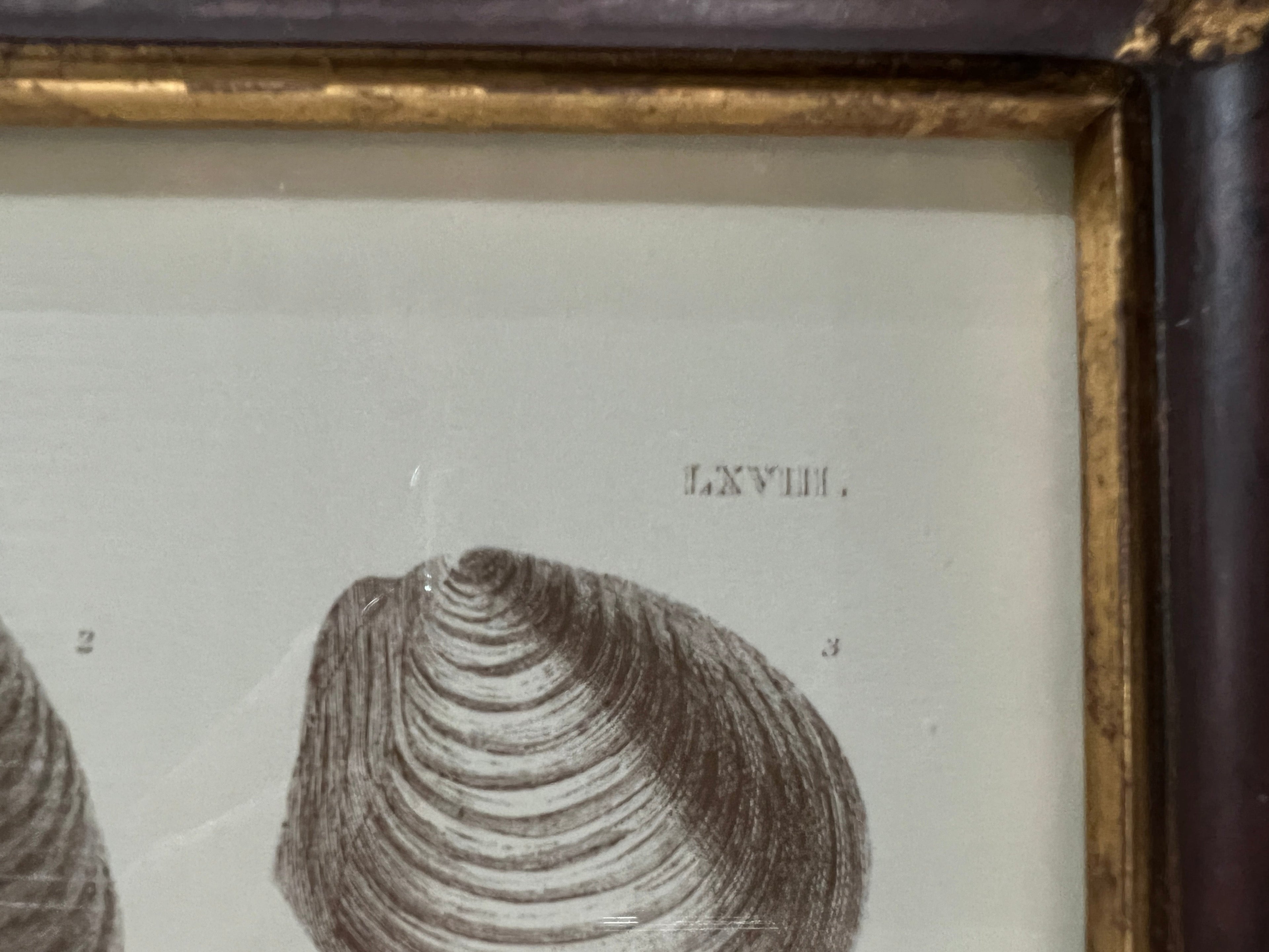 Captain Brown Shell Engravings Drawings - Set of Three