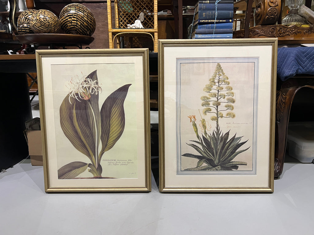 Large Botanical Prints - Aloe and Pancratium - Set of Two