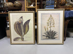 Large Botanical Prints - Aloe and Pancratium - Set of Two