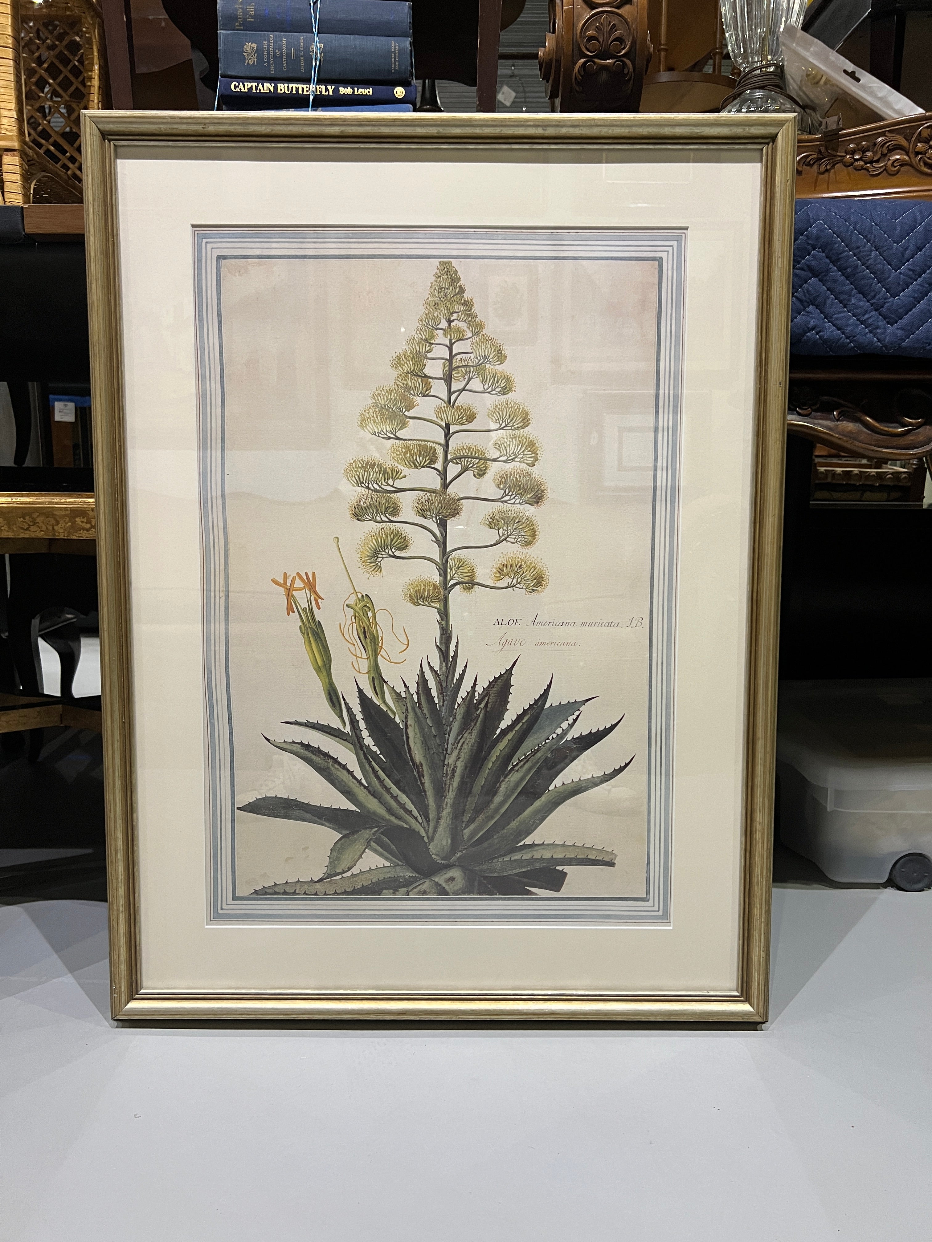 Large Botanical Prints - Aloe and Pancratium - Set of Two