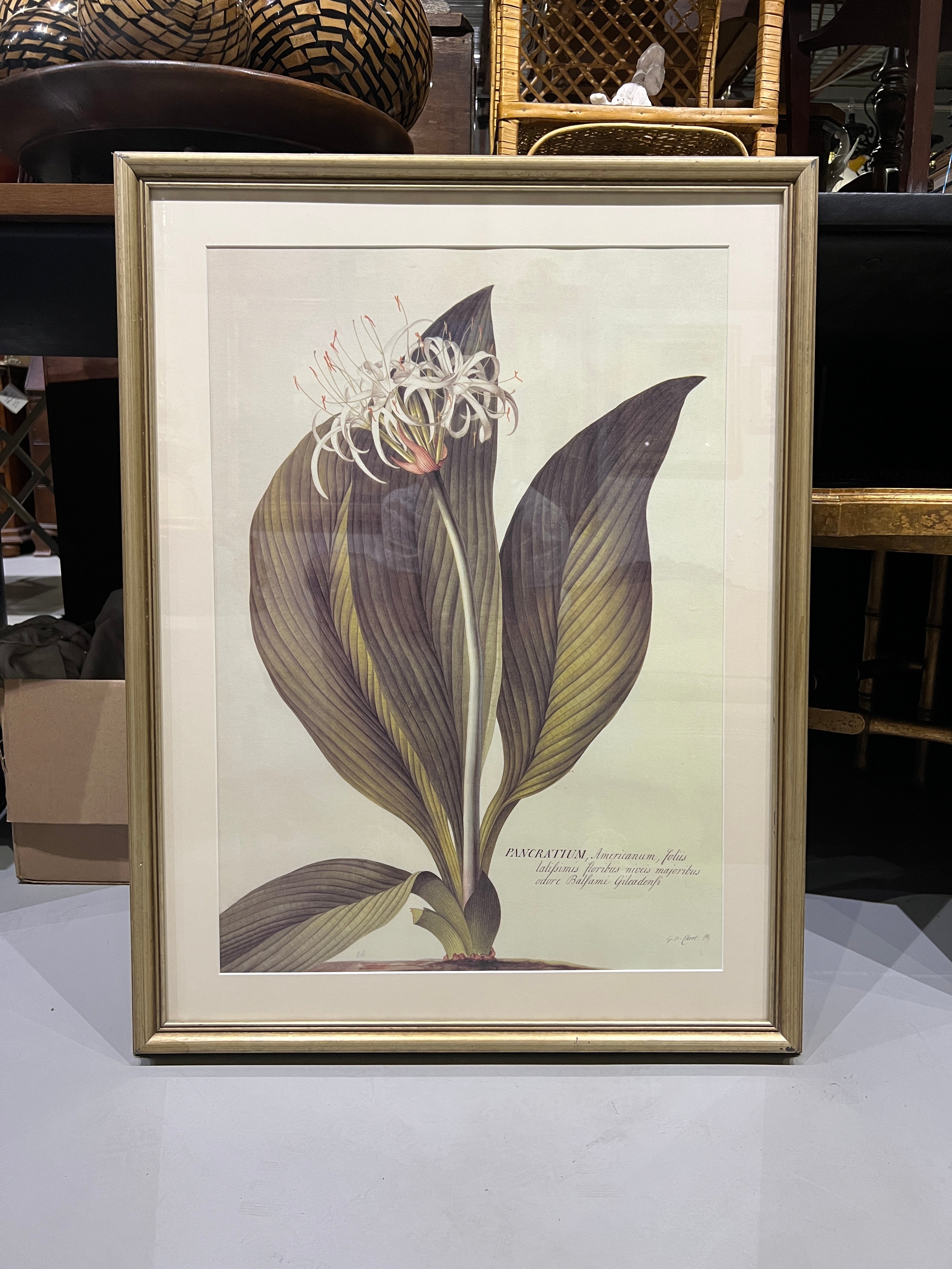 Large Botanical Prints - Aloe and Pancratium - Set of Two