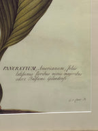 Large Botanical Prints - Aloe and Pancratium - Set of Two