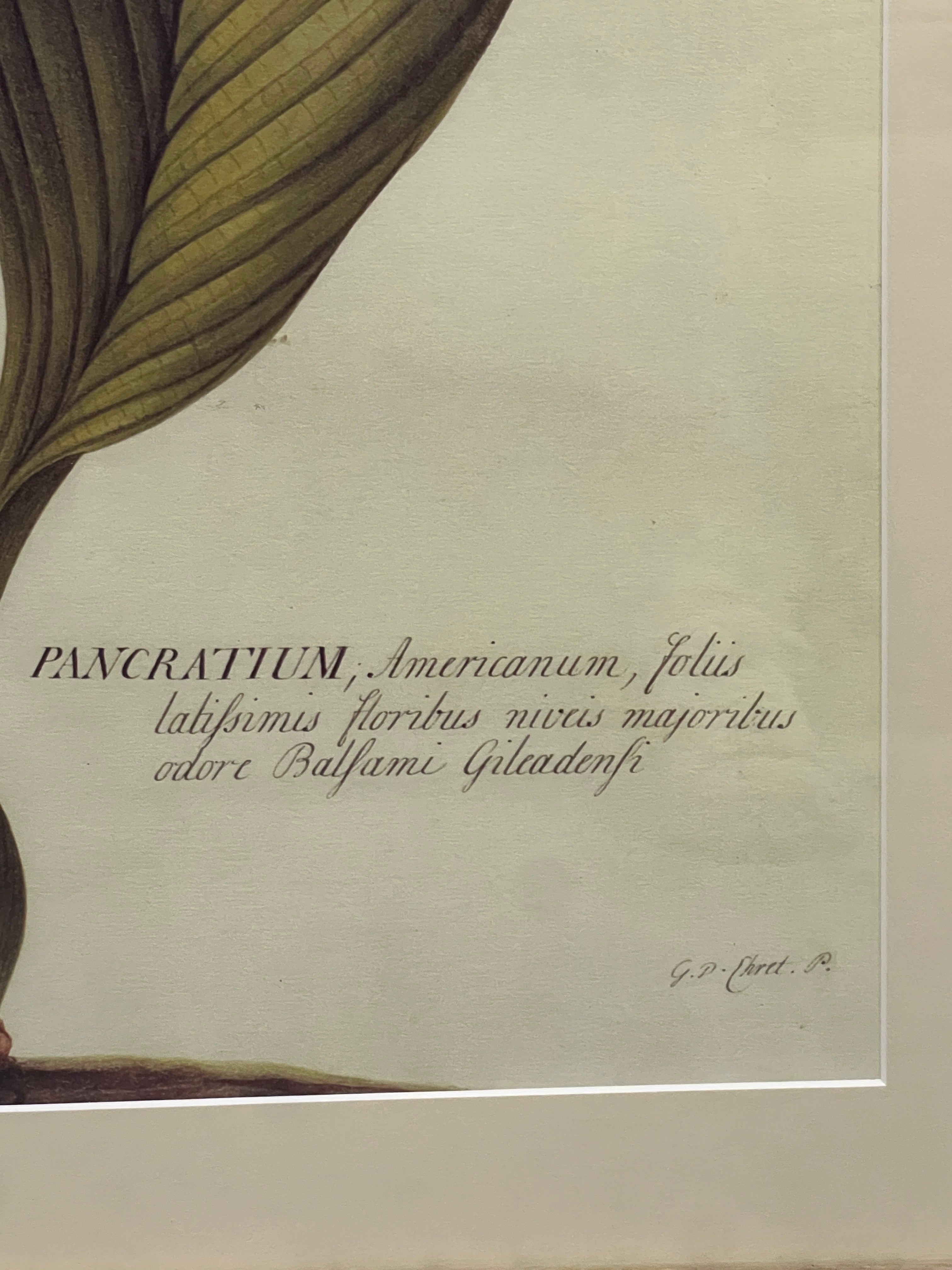 Large Botanical Prints - Aloe and Pancratium - Set of Two