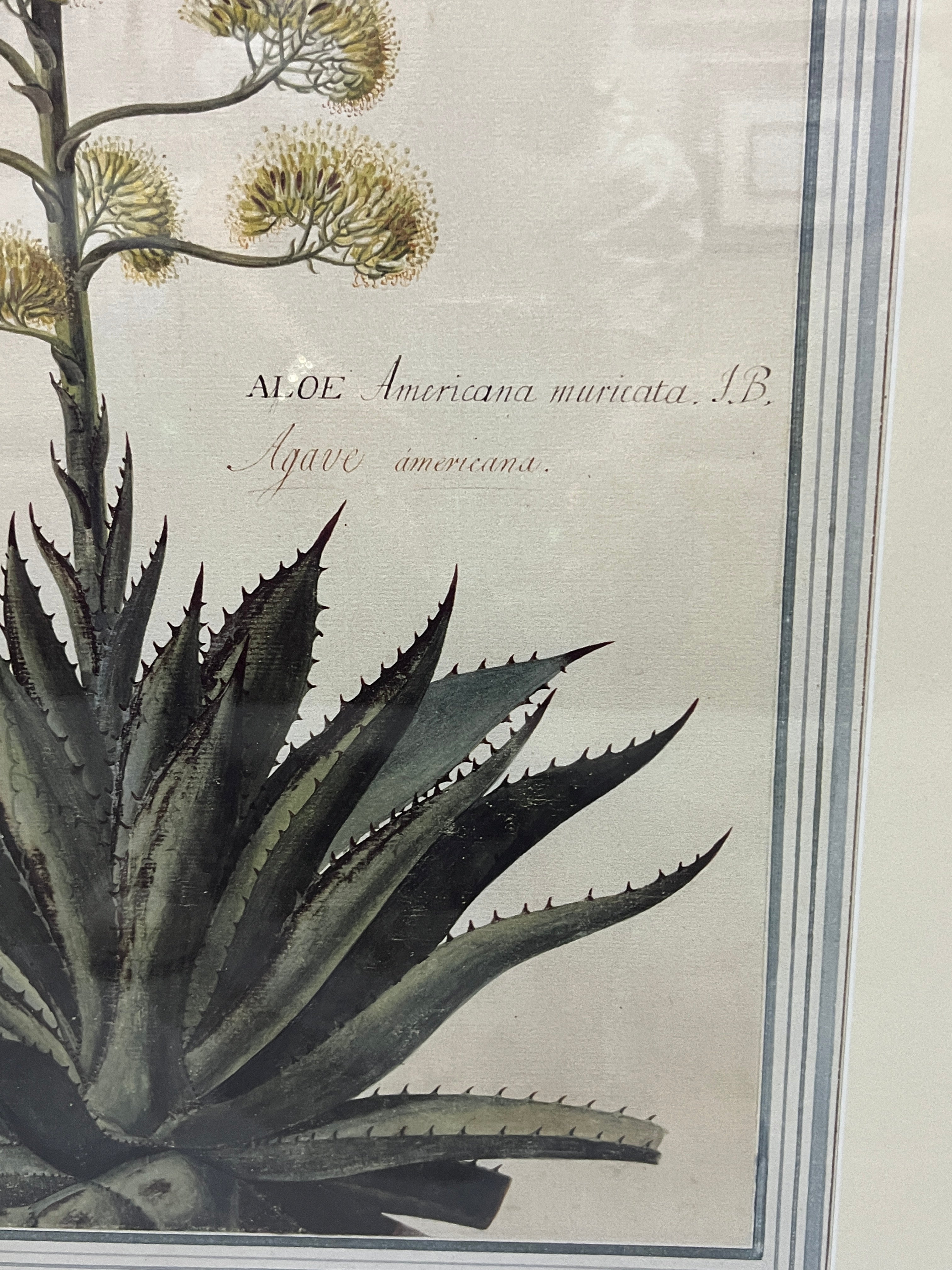 Large Botanical Prints - Aloe and Pancratium - Set of Two
