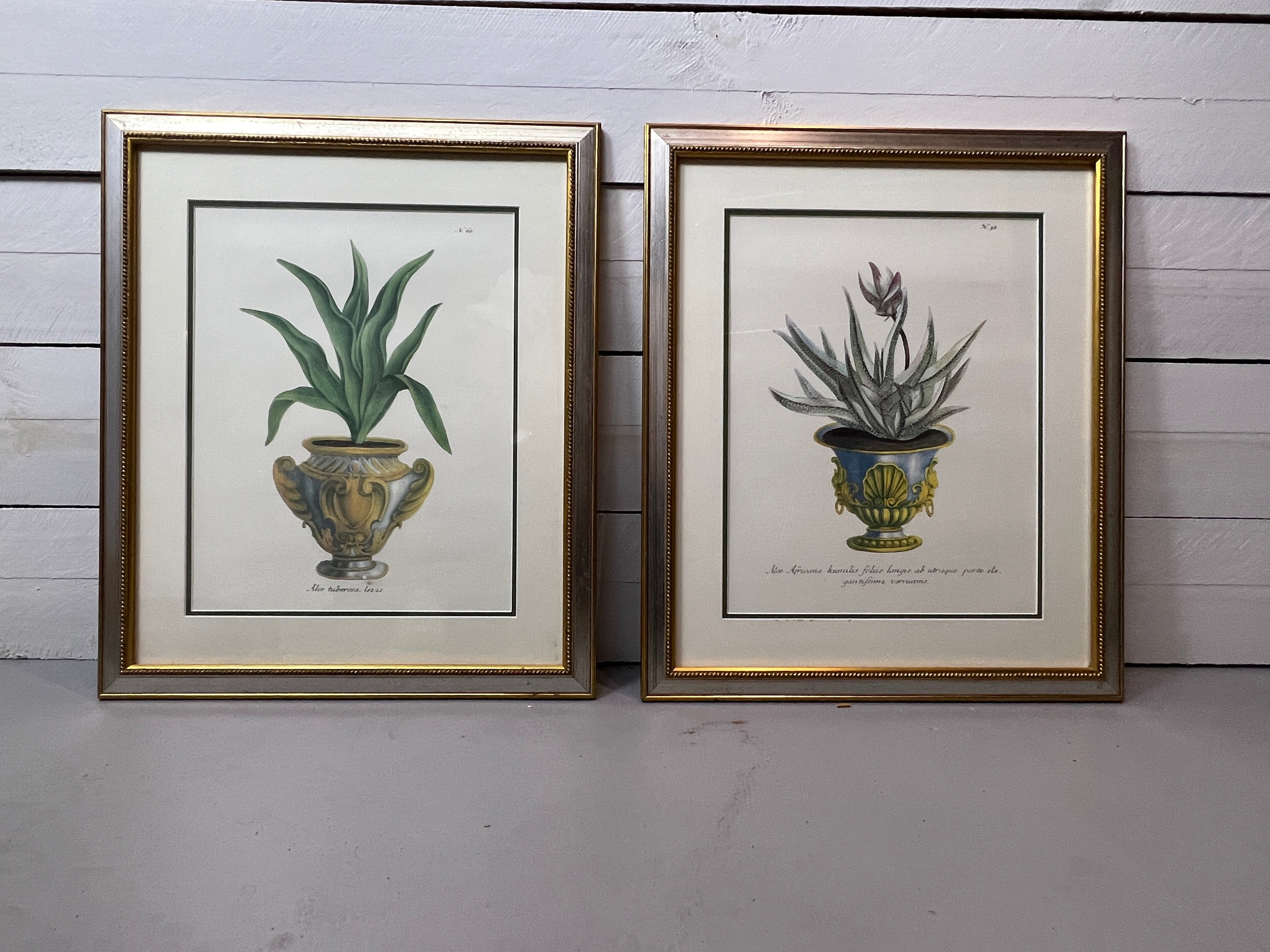 Framed Aloe in Decorative Pots - Botanical Prints - Set of Two