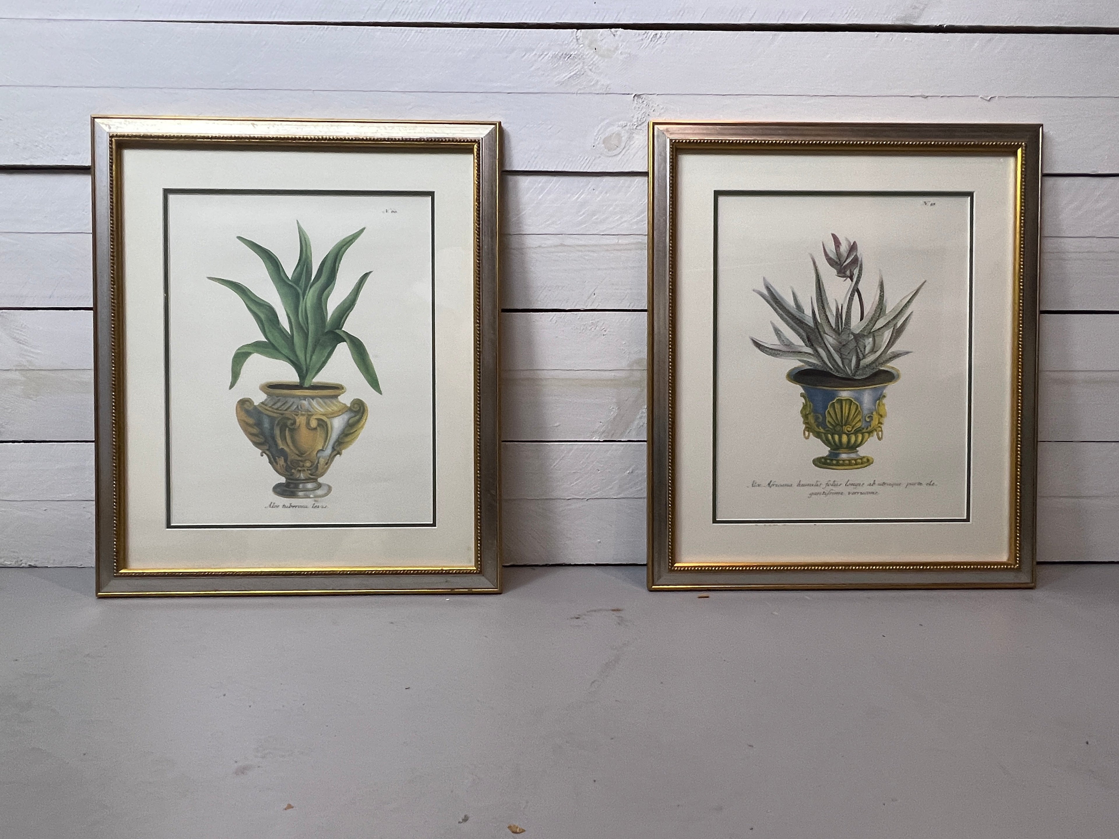 Framed Aloe in Decorative Pots - Botanical Prints - Set of Two