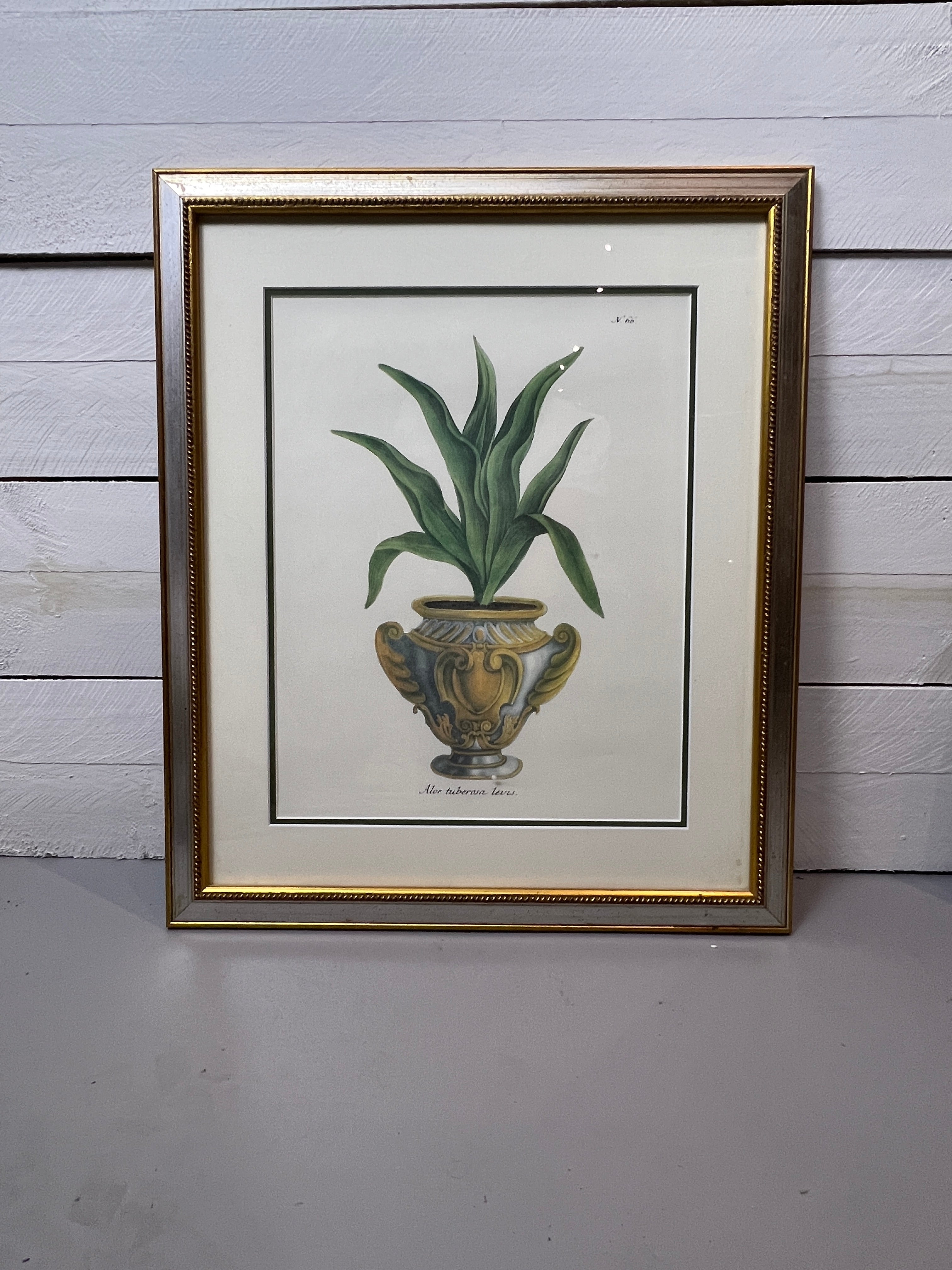 Framed Aloe in Decorative Pots - Botanical Prints - Set of Two