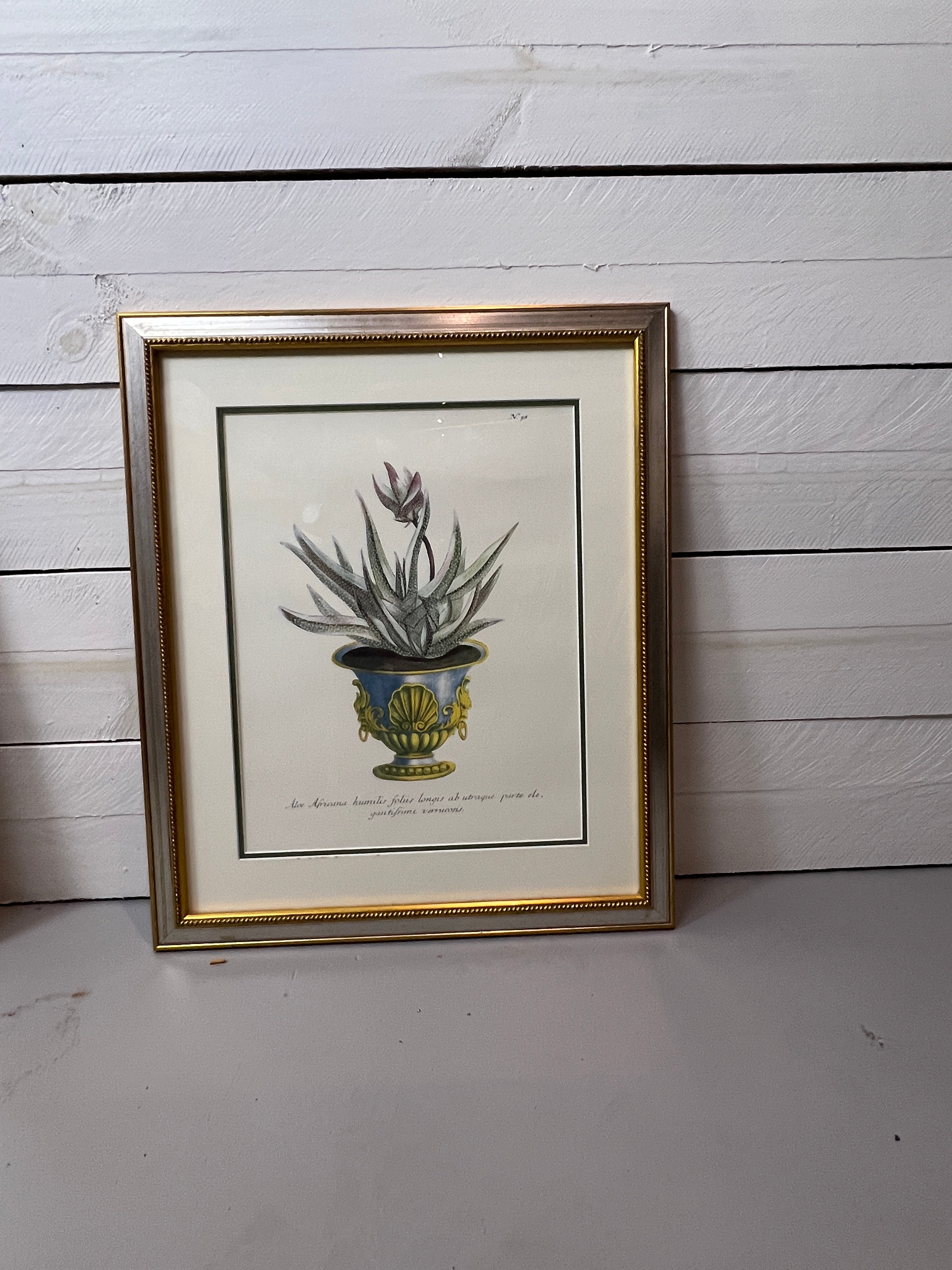 Framed Aloe in Decorative Pots - Botanical Prints - Set of Two