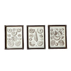 Captain Brown Shell Engravings Drawings - Set of Three
