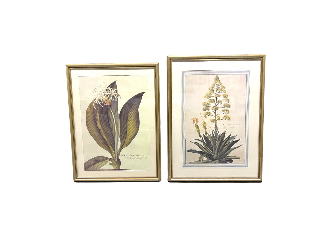 Large Botanical Prints - Aloe and Pancratium - Set of Two