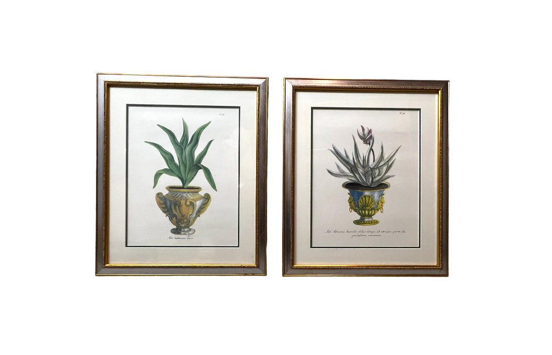 Framed Aloe in Decorative Pots - Botanical Prints - Set of Two