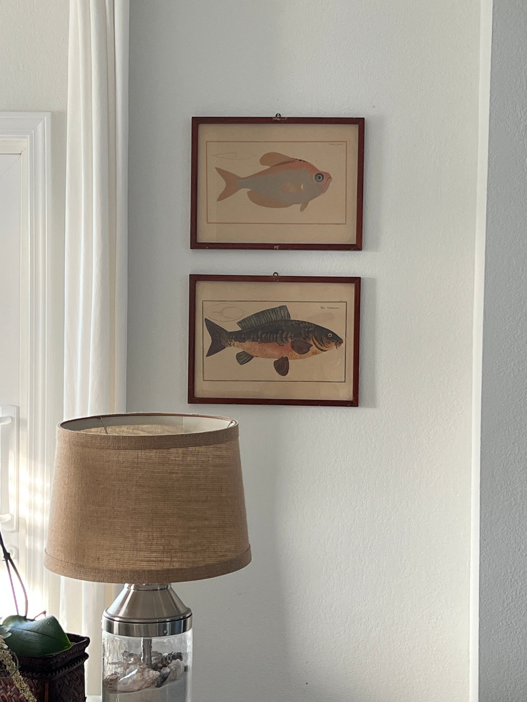 Vintage Fish Prints - Sold Separately - Choose Variations Below