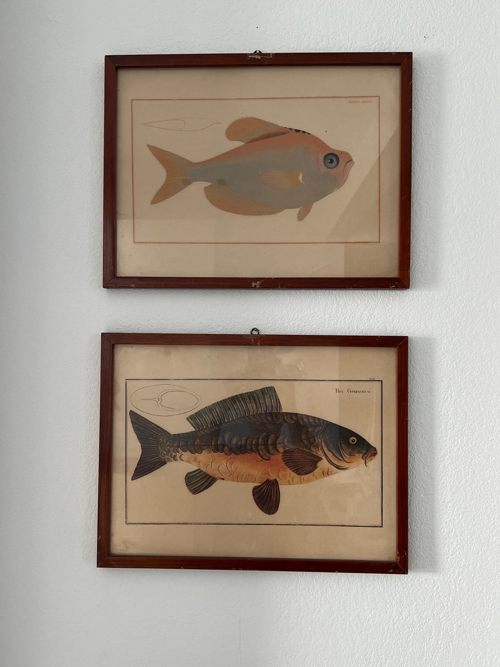 Vintage Fish Prints - Sold Separately - Choose Variations Below