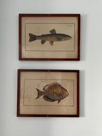 Vintage Fish Prints - Sold Separately - Choose Variations Below