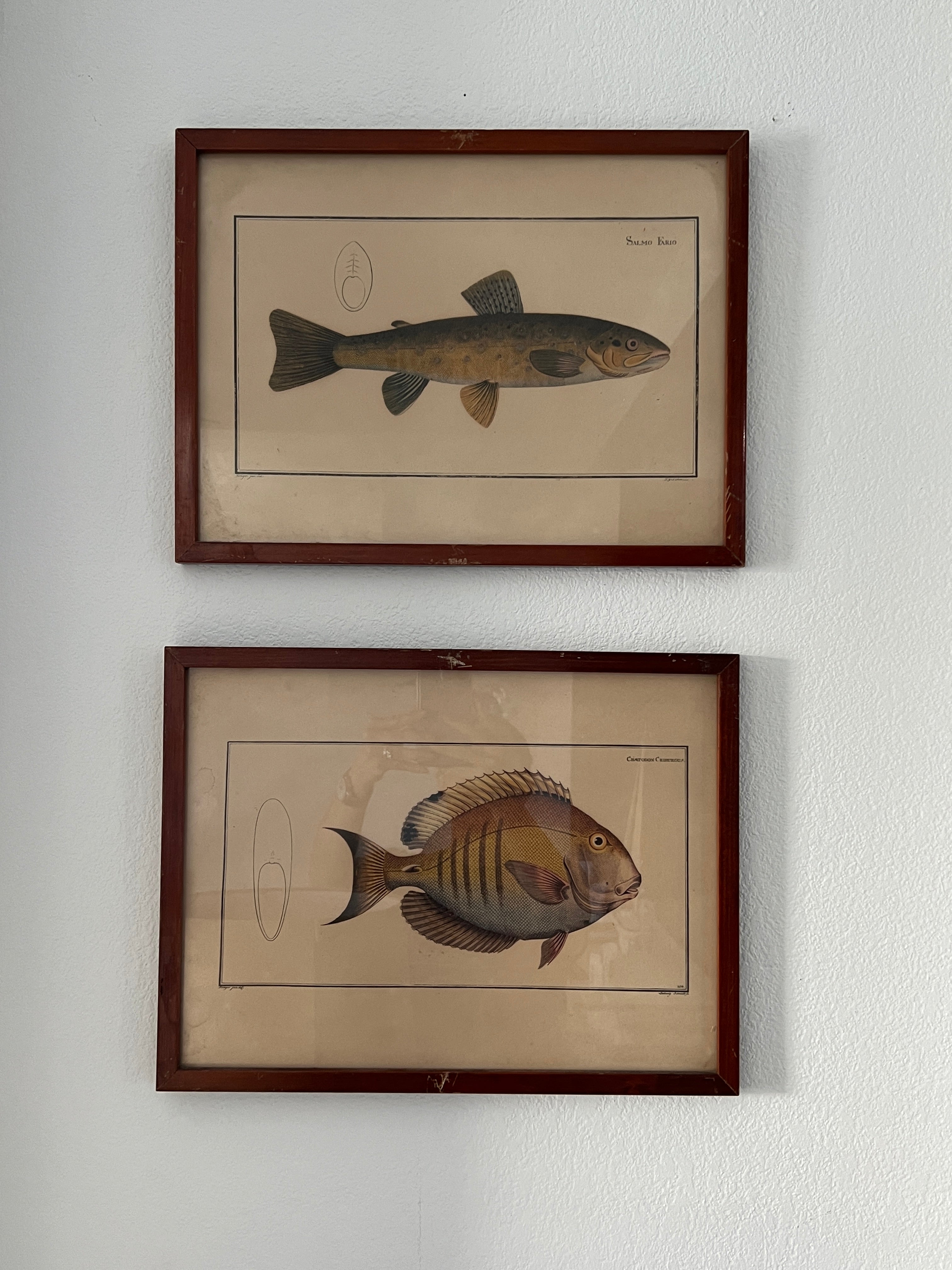 Vintage Fish Prints - Sold Separately - Choose Variations Below