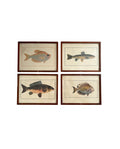 Vintage Fish Prints - Sold Separately - Choose Variations Below