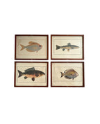 Vintage Fish Prints - Sold Separately - Choose Variations Below