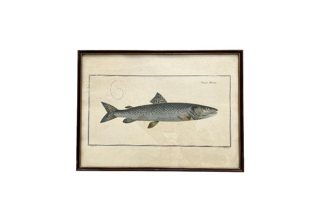 Vintage Fish Prints - Sold Separately - Choose Variations Below