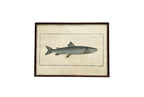 Vintage Fish Prints - Sold Separately - Choose Variations Below
