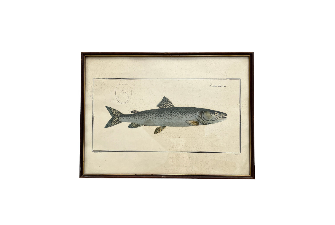 Vintage Fish Prints - Sold Separately - Choose Variations Below