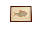 Vintage Fish Prints - Sold Separately - Choose Variations Below
