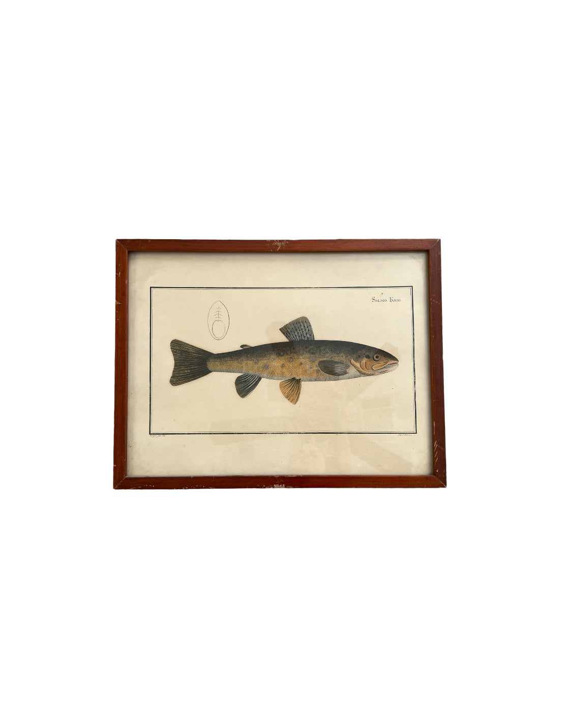 Vintage Fish Prints - Sold Separately - Choose Variations Below