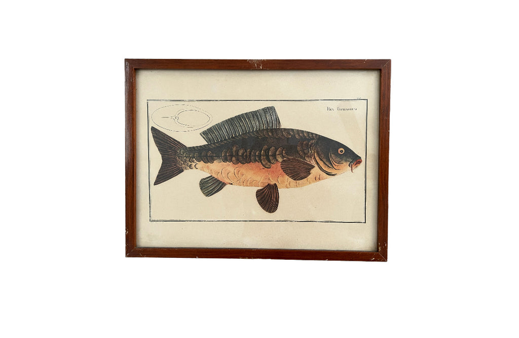 Vintage Fish Prints - Sold Separately - Choose Variations Below