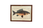 Vintage Fish Prints - Sold Separately - Choose Variations Below