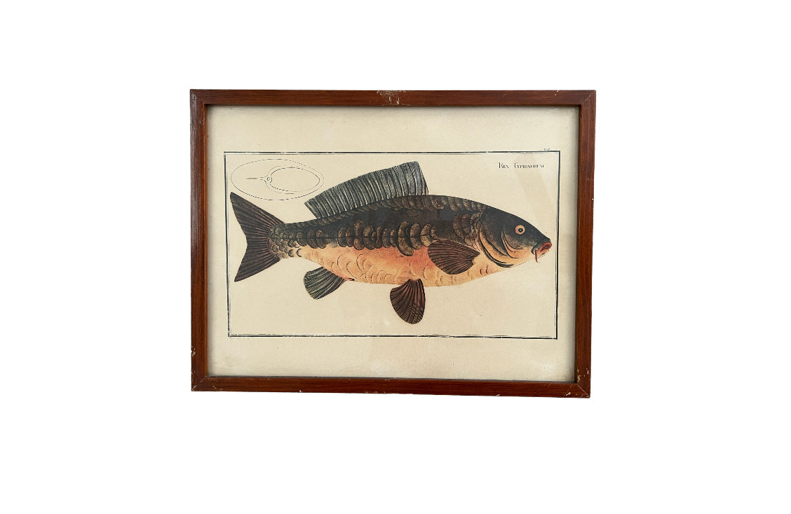 Vintage Fish Prints - Sold Separately - Choose Variations Below