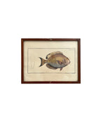 Vintage Fish Prints - Sold Separately - Choose Variations Below