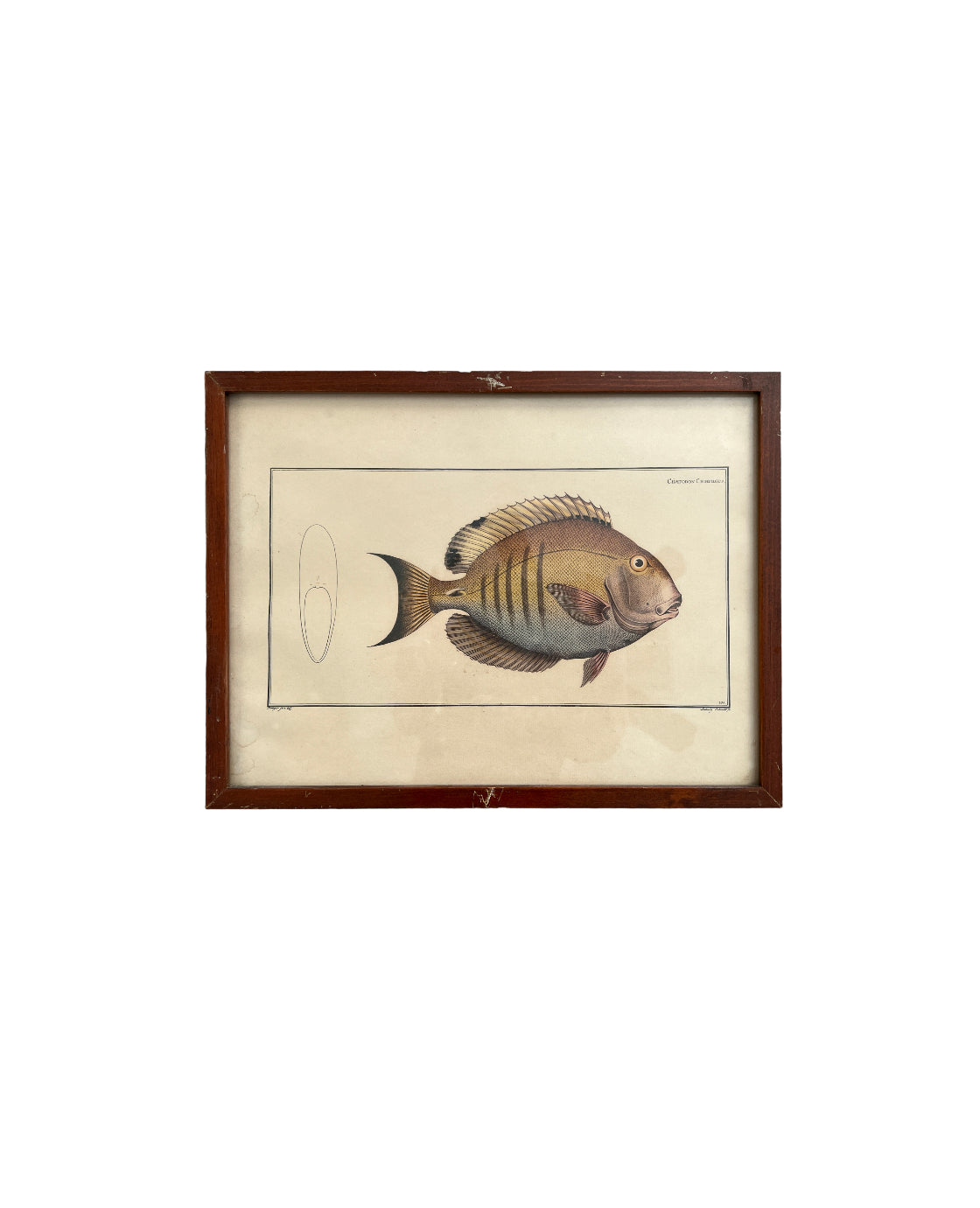Vintage Fish Prints - Sold Separately - Choose Variations Below