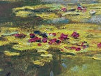 The Pond of Waterlilies, 1919 by Claude Monet, Replica by Brushstrokes Fine Art, With Certificate of Authenticity
