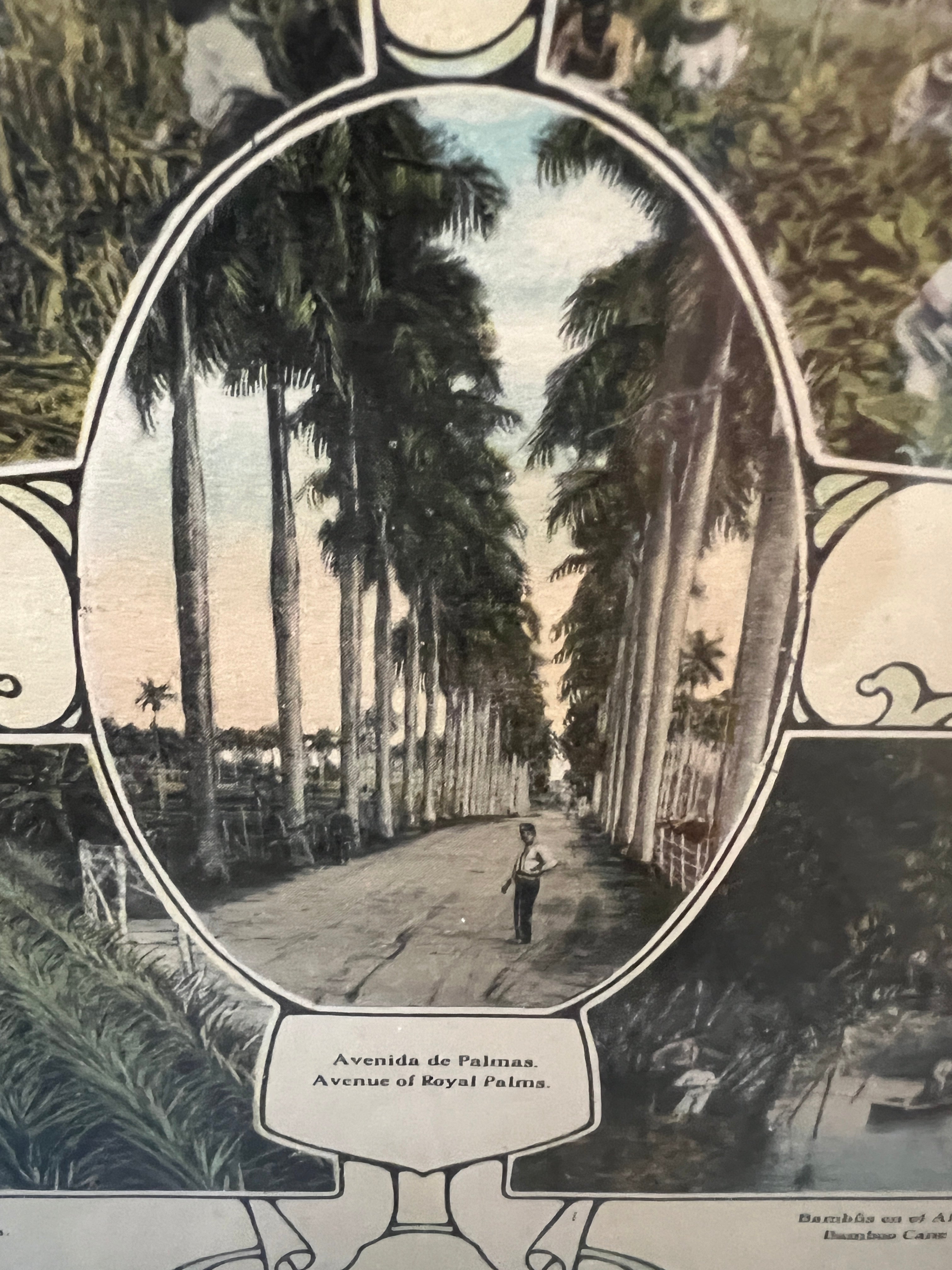 Photographs of Cuban Landscapes - Agricultural Fields of the 1950s