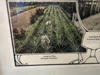 Photographs of Cuban Landscapes - Agricultural Fields of the 1950s